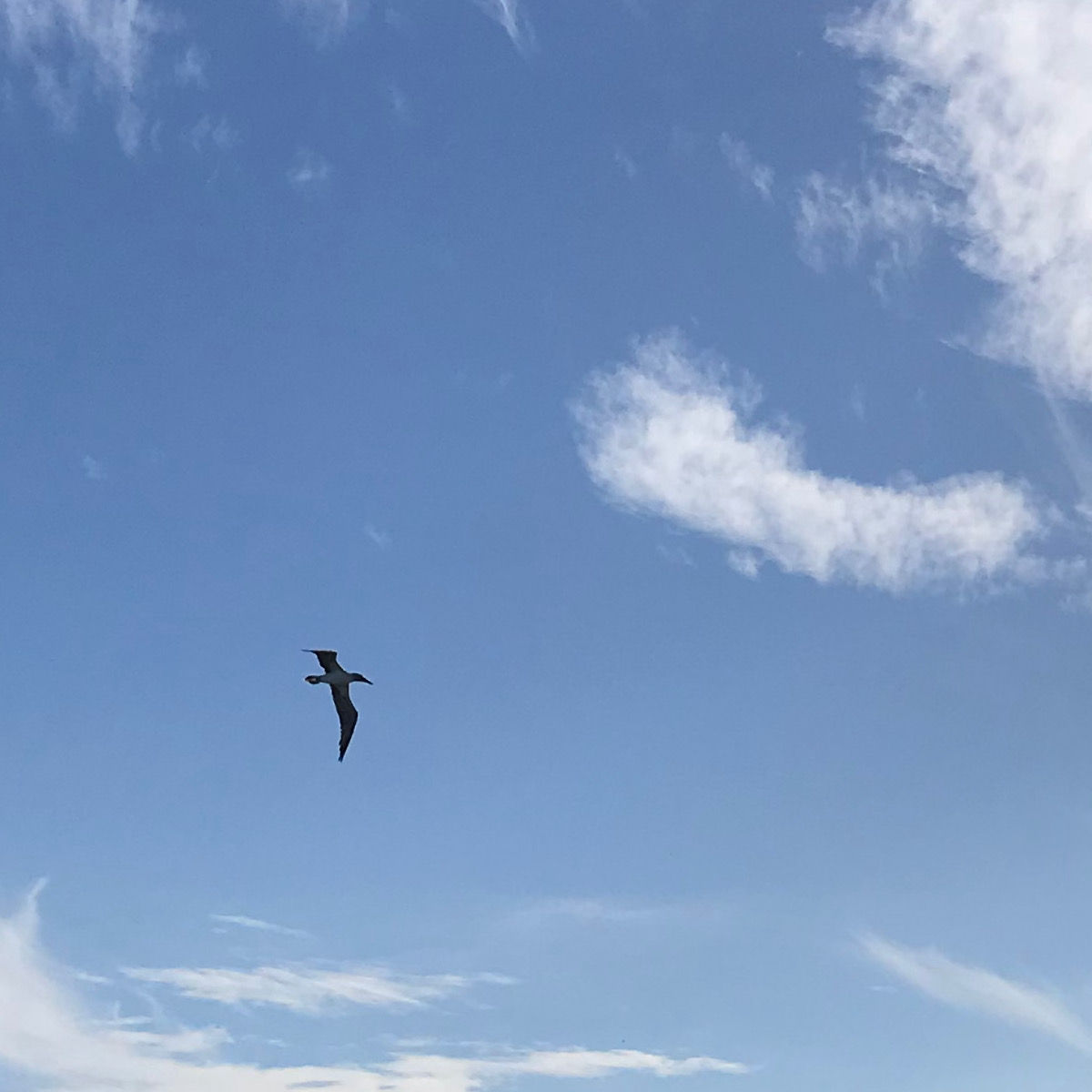 tern flying