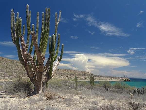 Giant Saguaro, Baja California