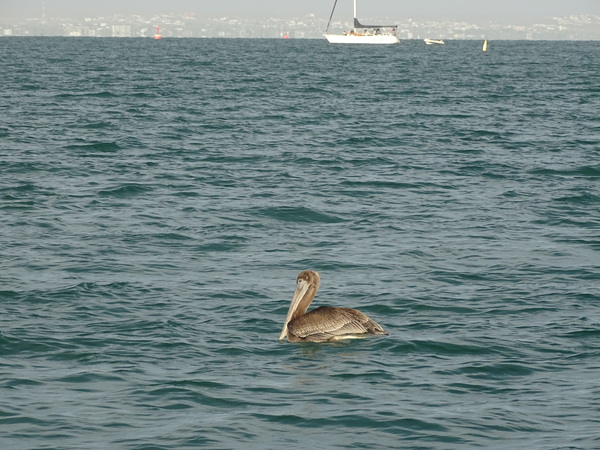 Pelican on the water with sailboat in background