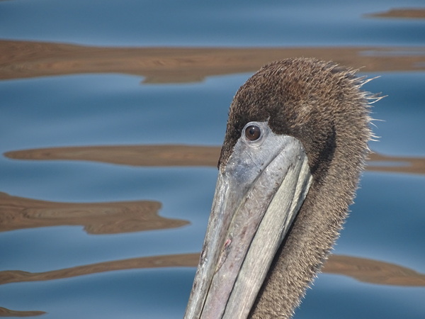 Pelican head in close-up