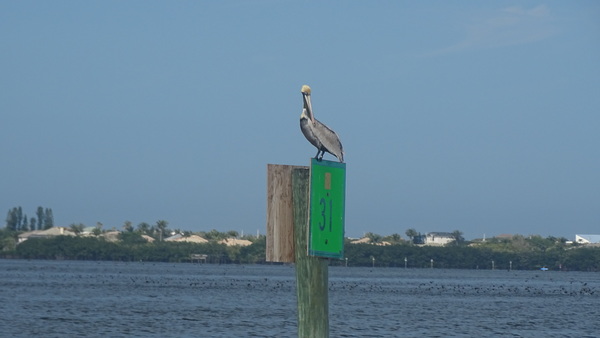 Pelican perched on a day beacon