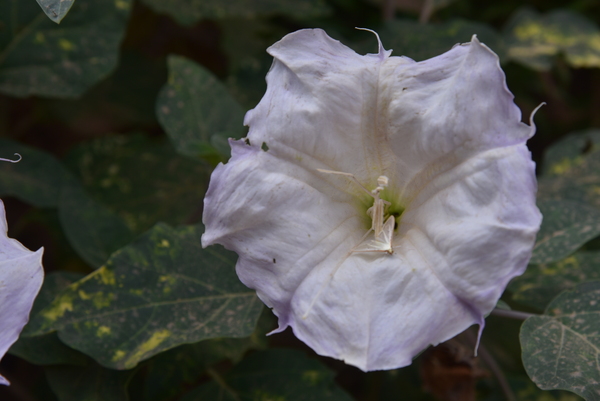 Flower of Datura plant with white moth