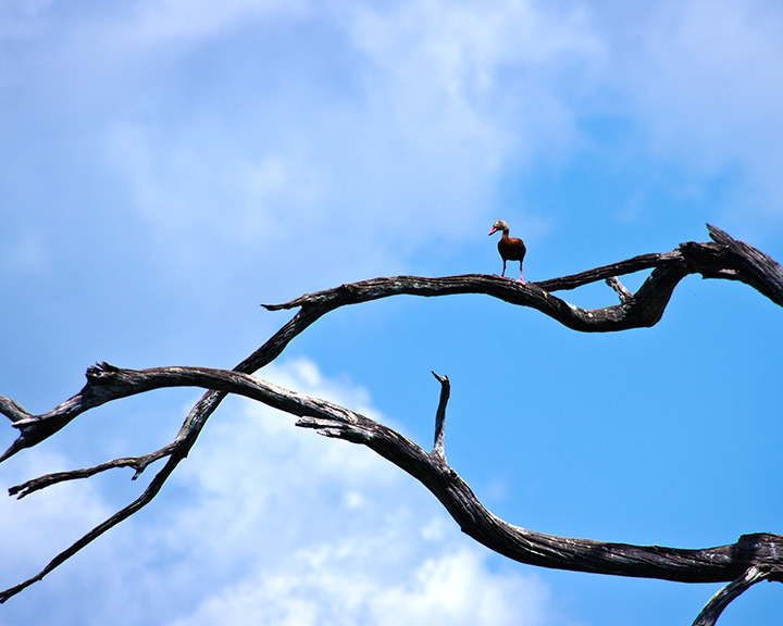 Out on a limb