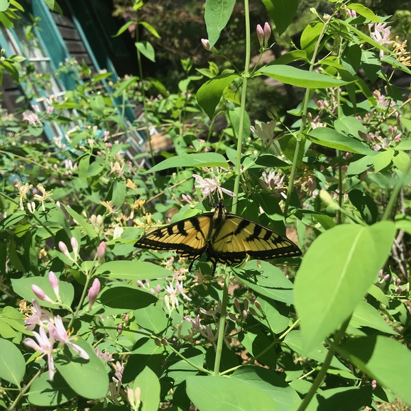 Butterfly feeding