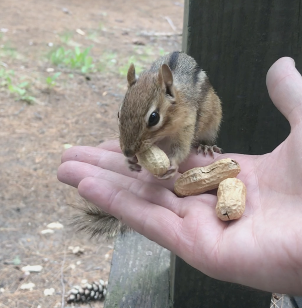 Chipmunk